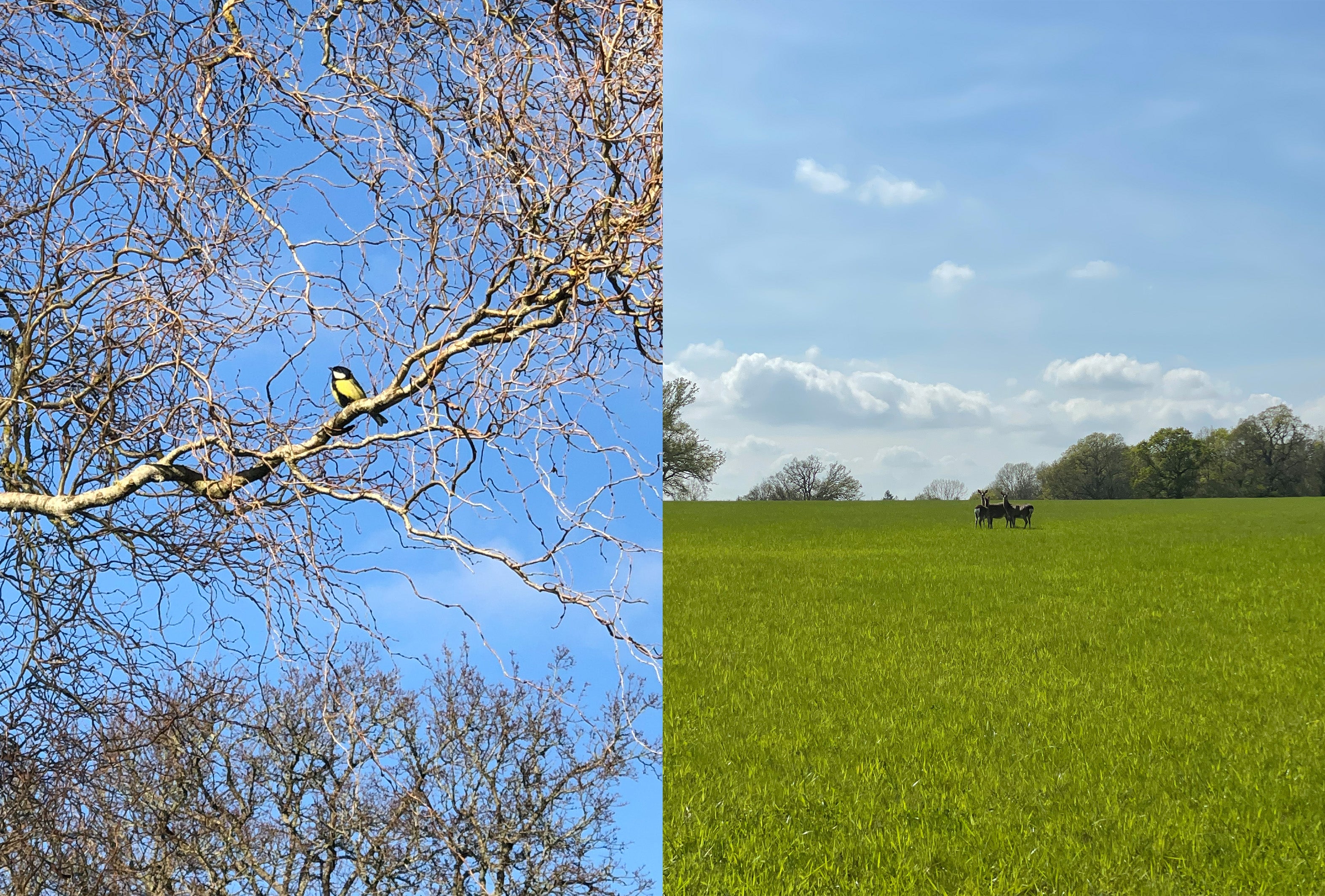 Great tit in Pia Elliot's Dorset garden/ sika deer in the Purbeck countryside meadow used for artistic inspiration