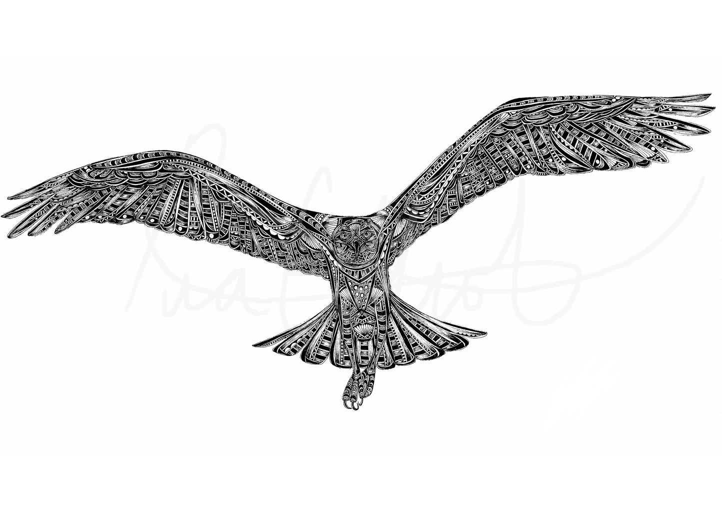Monochrome osprey original artwork hand drawn in pen and ink by Pia Elliot in her Dorset studio