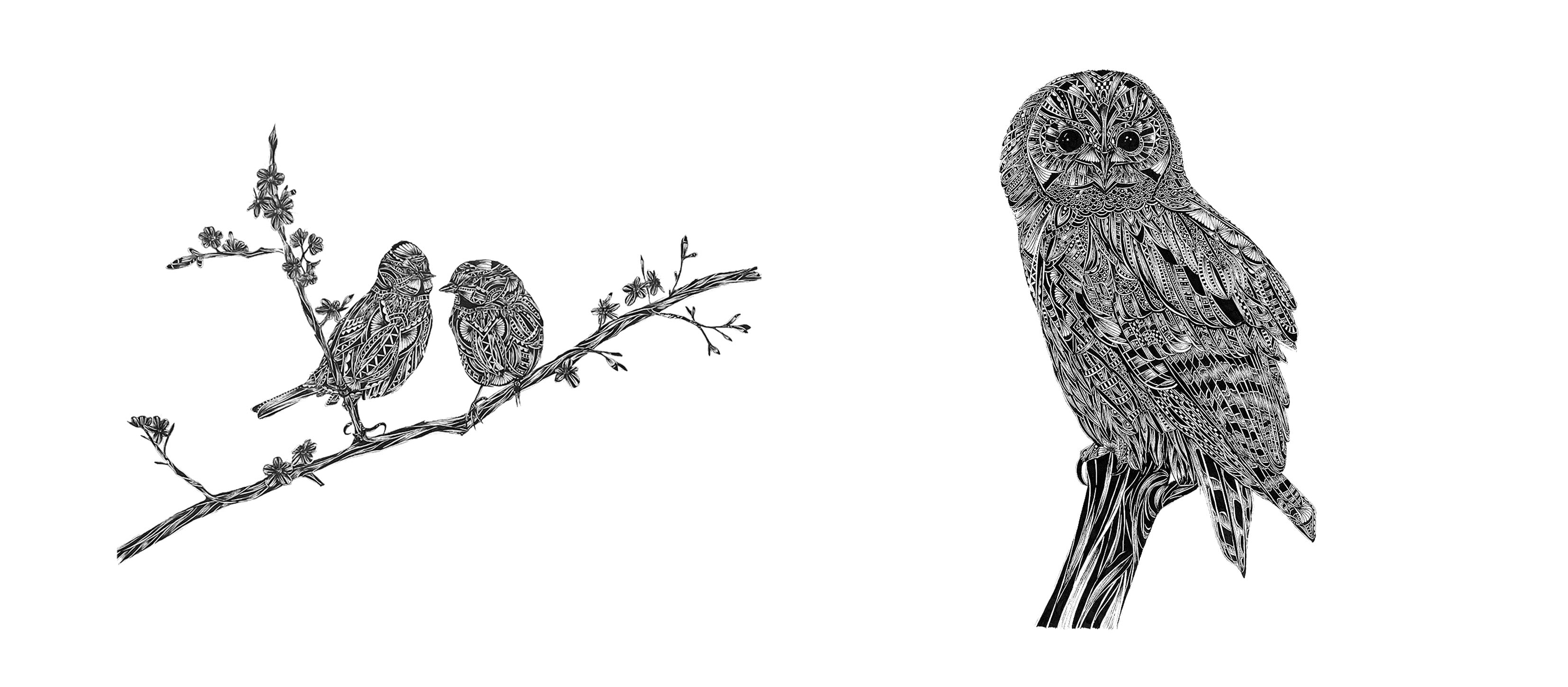 Black and white illustration of two birds on a branch and an owl perched separately.
