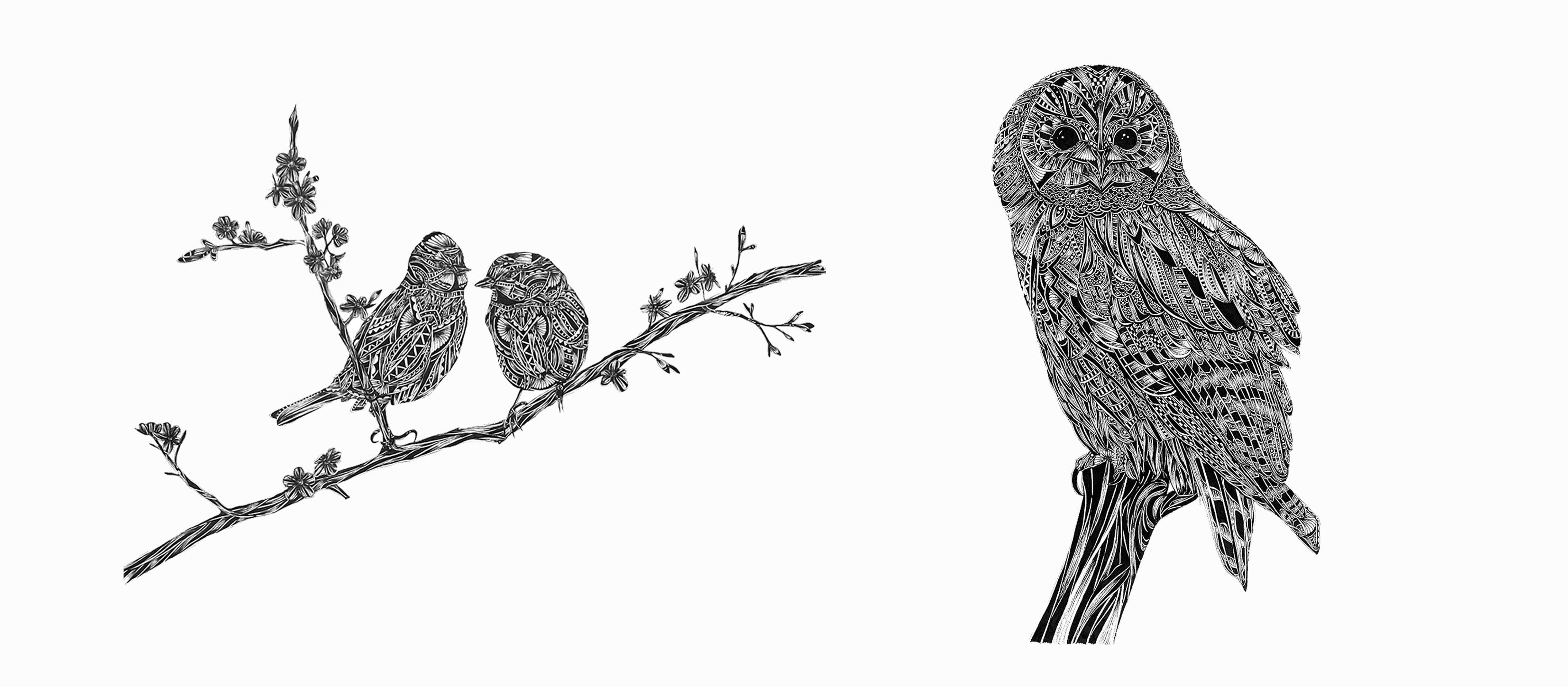 Black and white illustration of two birds on a branch and an owl perched separately.