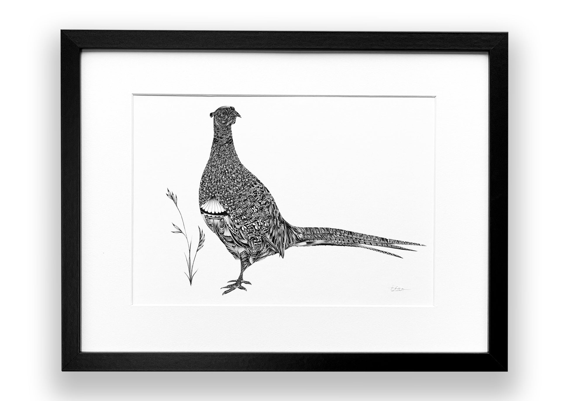 Framed black and white illustration of a pheasant on a white background