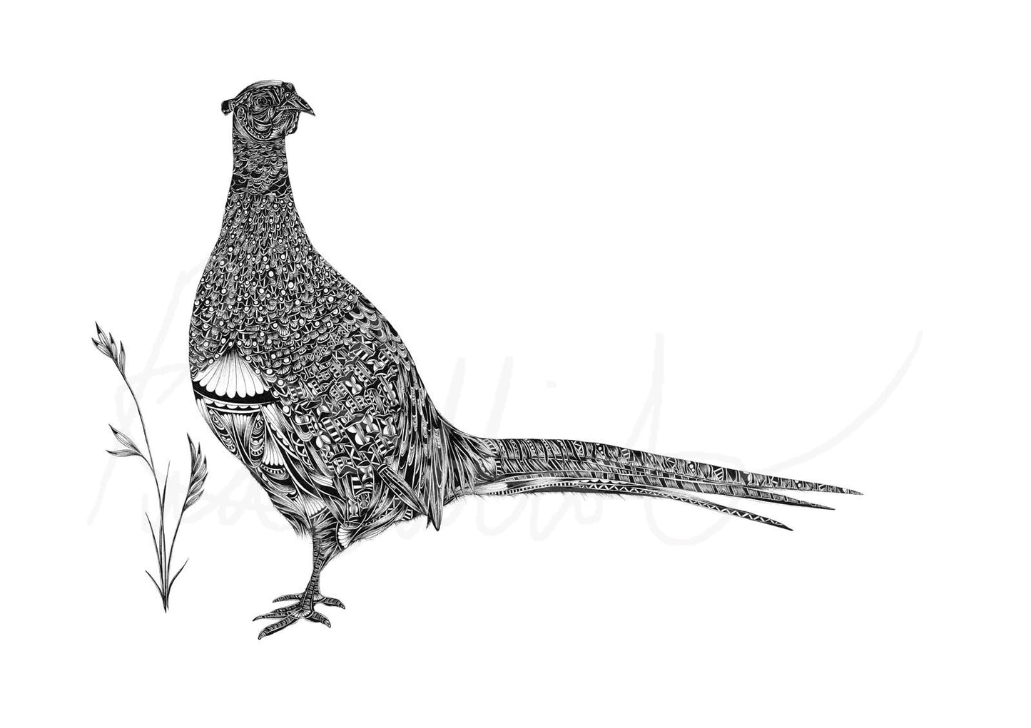 Black and white illustration of a pheasant with grass on a white background