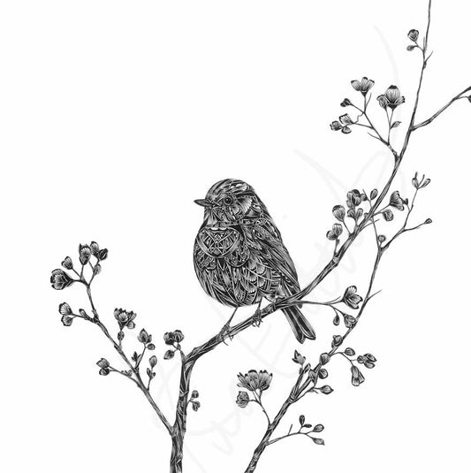 Pen and ink illustration of a robin on a blossom branch with a white background